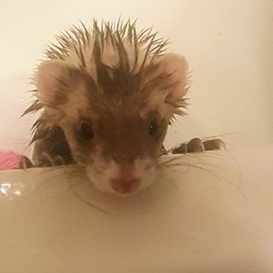 Meet your Posher, Jada